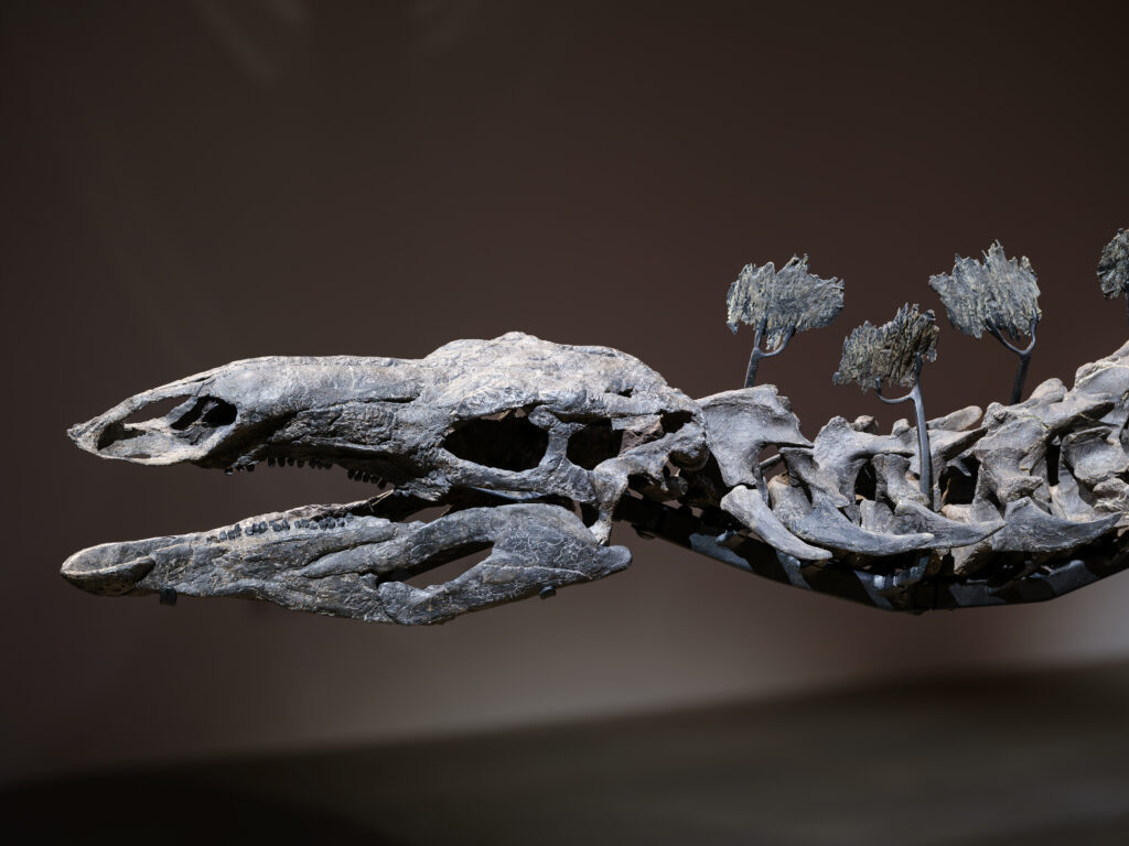 Griffin Catalyst | Apex Arrives at the American Museum of Natural